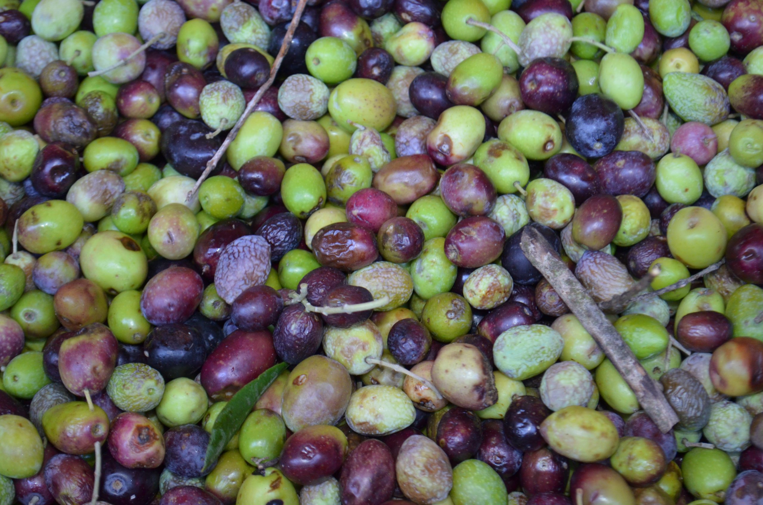 olives provencales