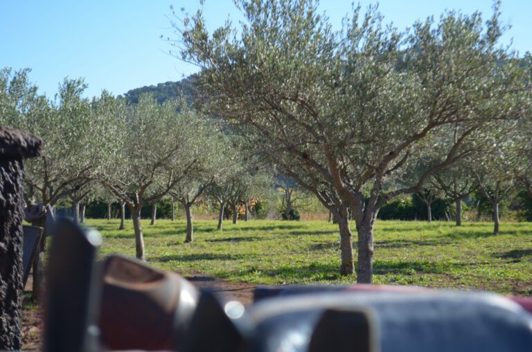 oliveraie provence alpes cote d'azur