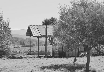 domaine oleicole oliveraie noir et blanc