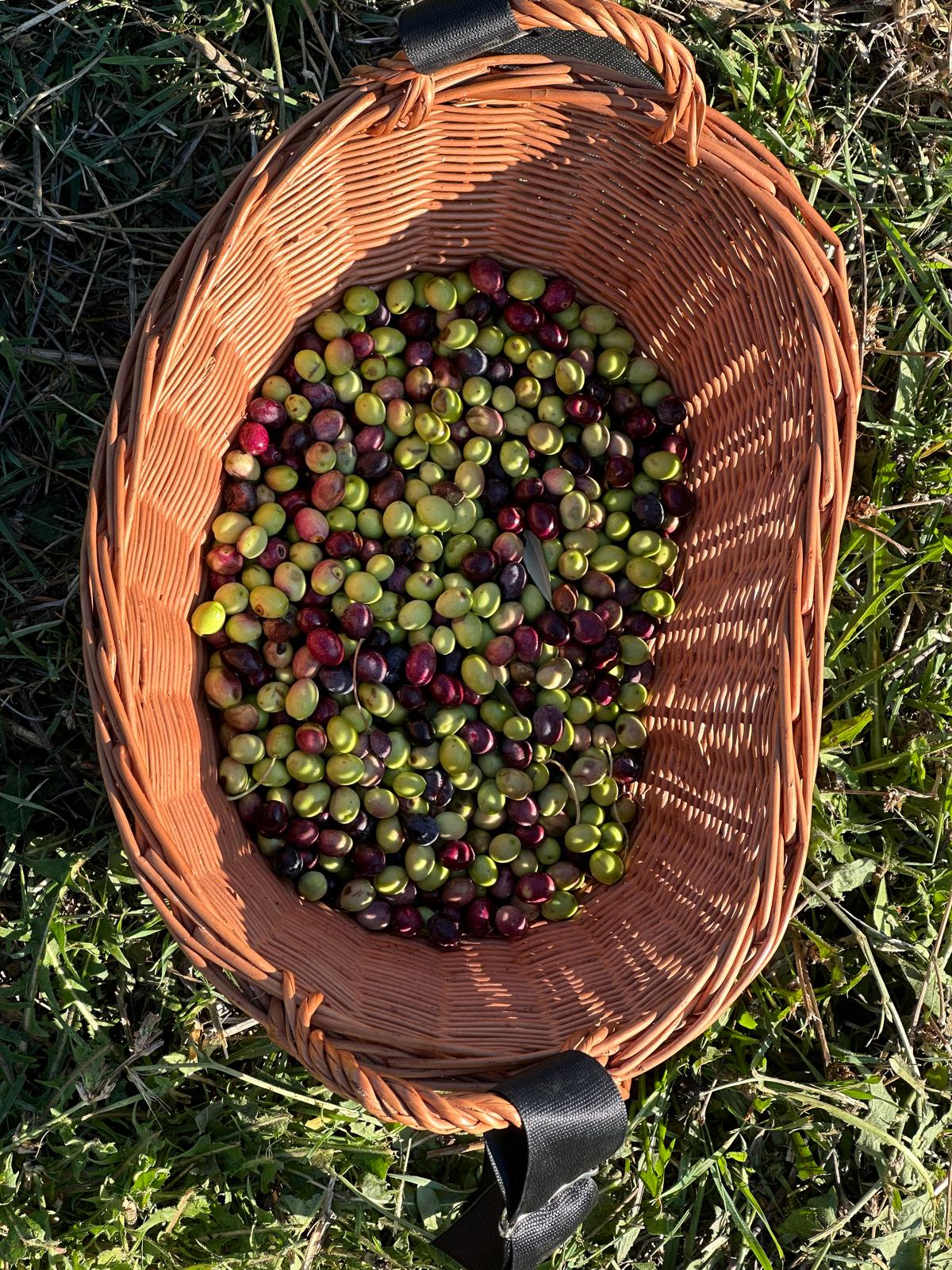 récolte olives var moulin à huile
