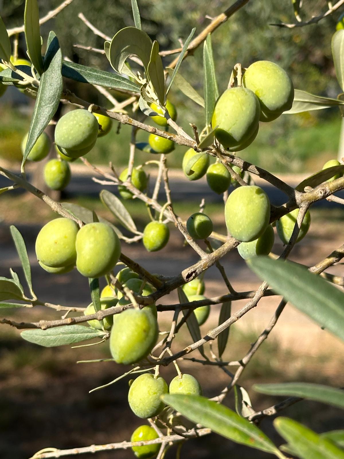 taille d'olivier atelier