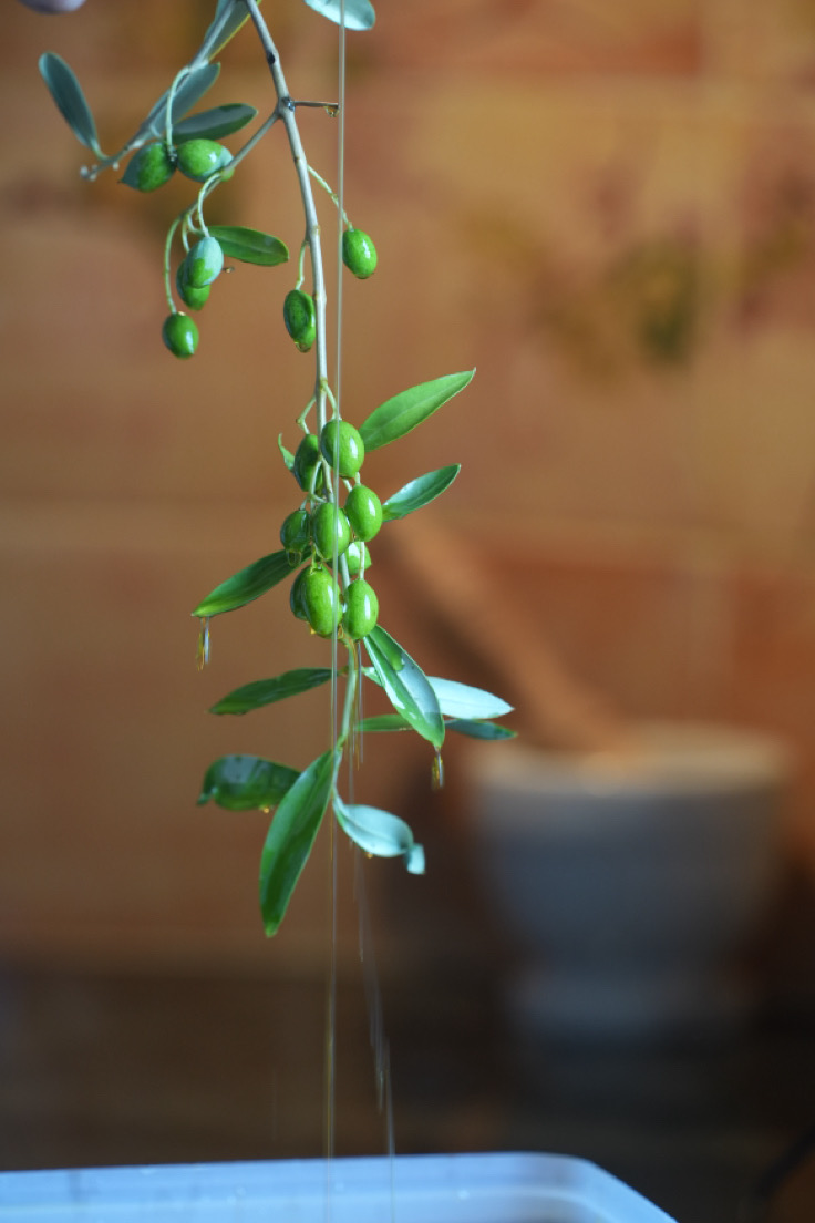 huile d'olive artisanale moulin deyssia