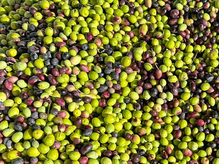 olives provencales