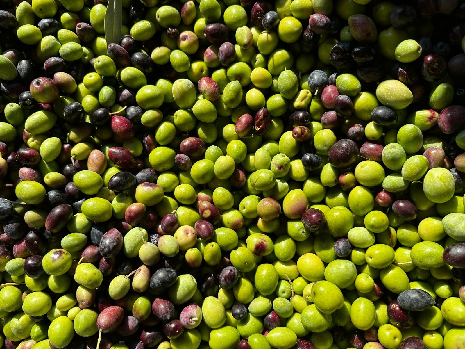 olives du moulin de deyssia var